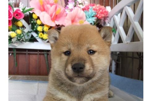 成約済の三重県の柴犬-43871の2枚目